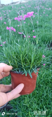 高度20厘米坡地毛冠草