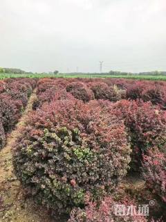 冠幅180厘米红叶小檗球