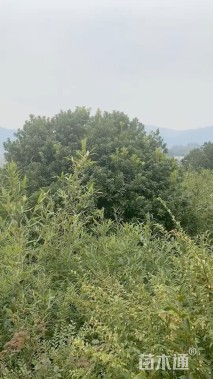 17公分杨梅