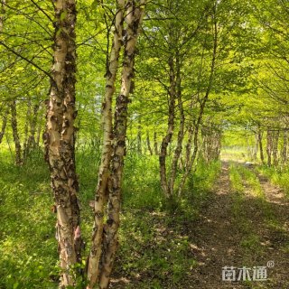 高度270厘米丛生河桦