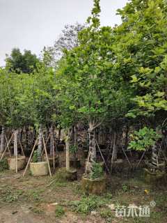 12公分紫玉兰