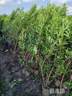 高度180厘米法国冬青