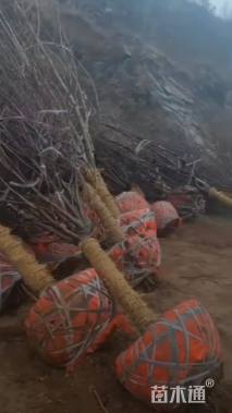 12公分木瓜海棠