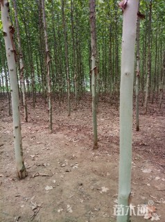 12公分法桐