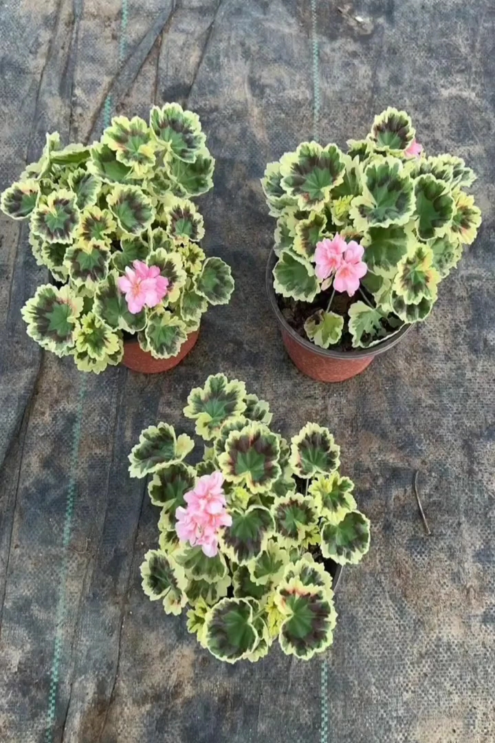 高度20厘米菊叶天竺葵