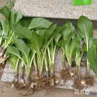 高度20厘米青叶玉簪