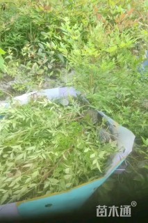 高度30厘米南天竹