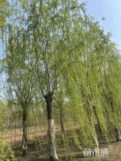 20公分青皮垂柳