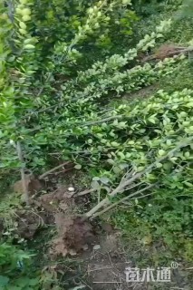 高度100厘米北海道黄杨