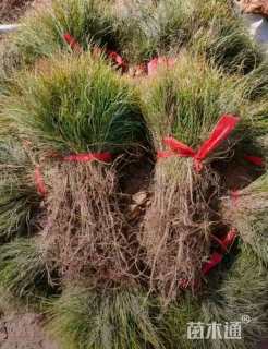 高度40厘米油松