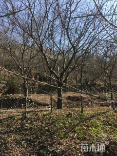 15公分鸡爪槭