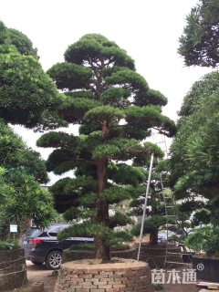 28公分造型日本罗汉松