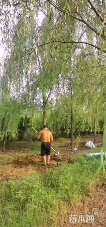 15公分青皮垂柳