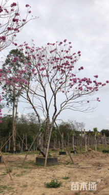 40公分紫花风铃木