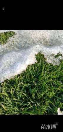 草毯状四季青草坪