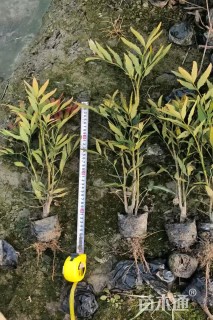 高度40厘米火焰南天竹