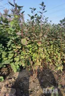 高度300厘米金银木