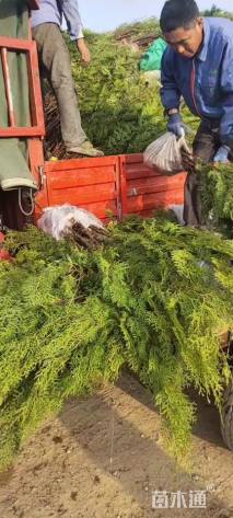 高度150厘米侧柏小苗