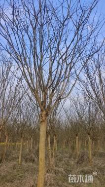 13公分高杆紫薇