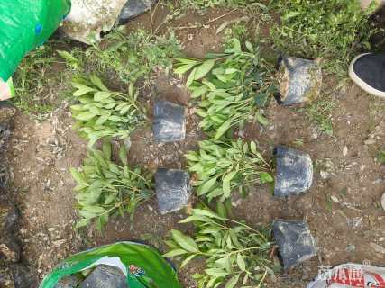 高度40厘米毛鹃