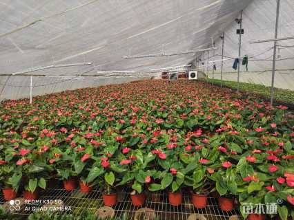 高度25厘米红掌