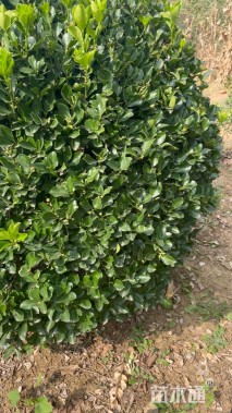 冠幅50厘米大叶黄杨球