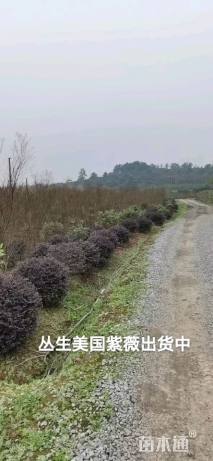 高度180厘米美国紫薇