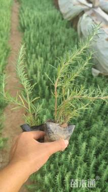 高度10厘米迷迭香