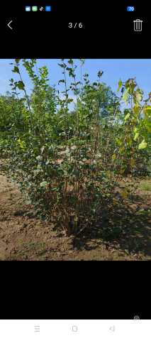 高度120厘米蓝叶忍冬