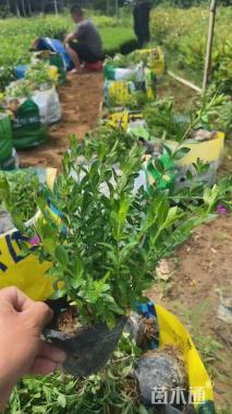 高度15厘米满天星