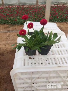 高度15厘米雏菊