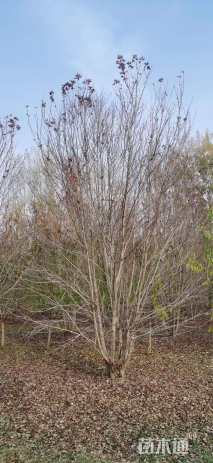 高度400厘米丛生红枫