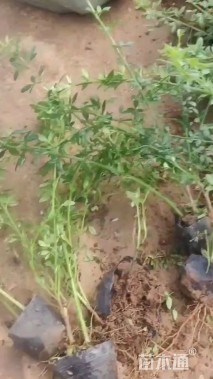 高度35厘米迎春花