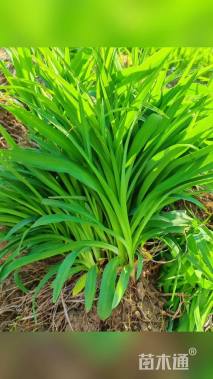 高度25厘米大花萱草