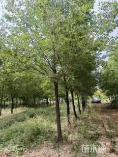 15公分榆树