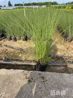 高度100厘米细叶芒