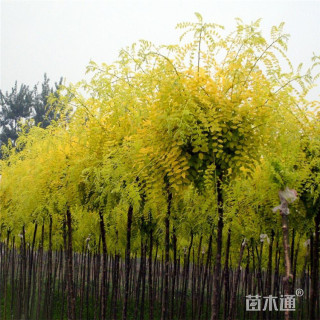 15公分黄金槐