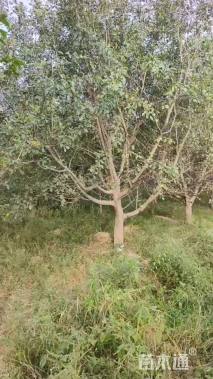 15公分八棱海棠