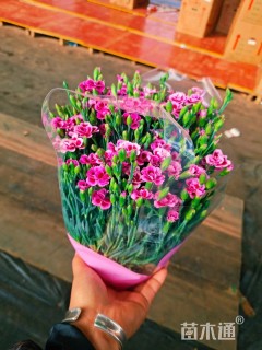 高度10厘米石竹