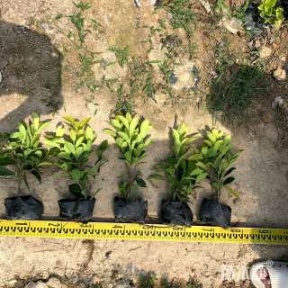 高度25厘米黄金榕