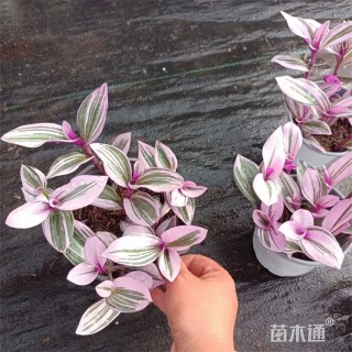 高度20厘米吊兰