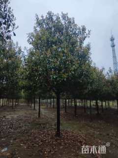 12公分红叶石楠