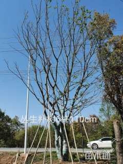 110公分(6杆)丛生朴树