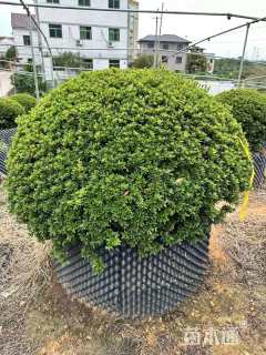 高度100厘米杜鹃