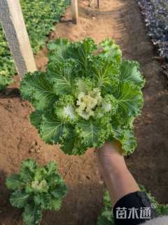 高度30厘米羽衣甘蓝