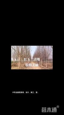 高度2000厘米黄杨