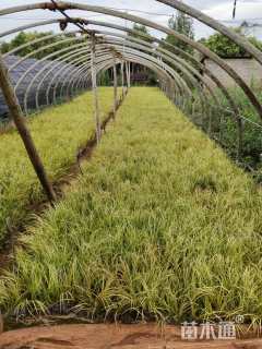 高度20厘米金叶菖蒲