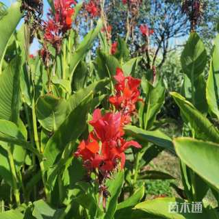 高度80厘米红花美人蕉