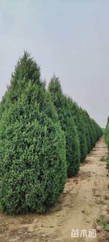 300厘米望都塔桧