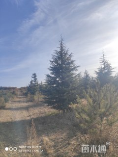 高度700厘米雪松